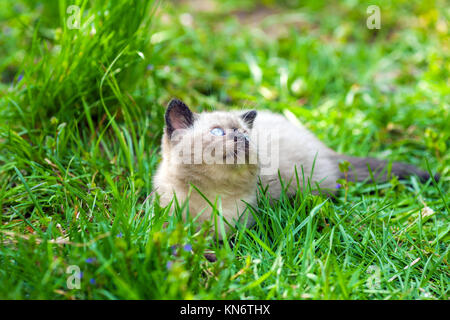 Mignon petit chaton siamois couché dans l'herbe Banque D'Images