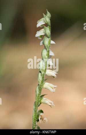 Gros plan d'une fleur d'automne chers tresses (Spiranthes spiralis) Banque D'Images