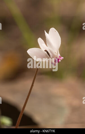 Fleurs de Cyclamen cyprium à Chypre Banque D'Images