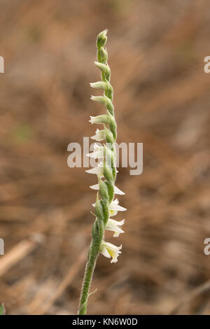 Gros plan d'une fleur d'automne chers tresses (Spiranthes spiralis) Banque D'Images