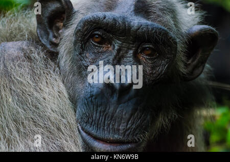 Portrait de vieux chimpanzé blanc avec calme regard, Nigéria Banque D'Images