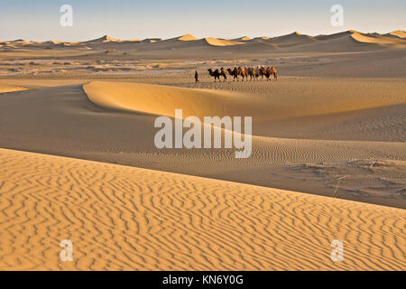 L'homme conduisant les chameaux de Bactriane par Gobi près d'Ejina Qi, Mongolie intérieure, Chine Banque D'Images