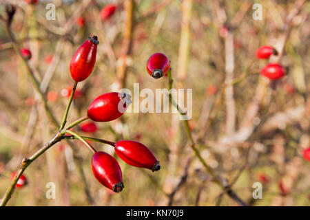 Fruit de l'arbre sur un arbre sur un jour d'hiver ensoleillé avec un arrière-plan flou Banque D'Images