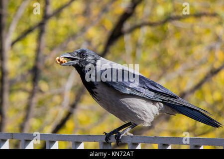 Un oiseau de corbeaux de manger des noix dans la forêt Banque D'Images