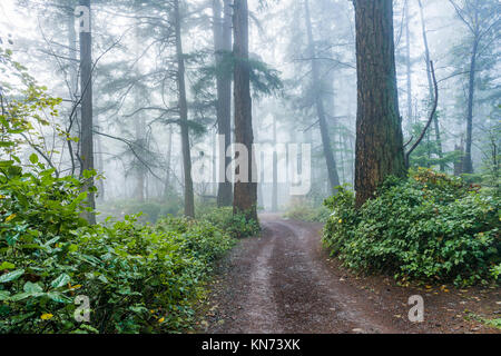 Brouillard dans la forêt, Lighthouse Park, West Vancouver, British Columbia, Canada. Banque D'Images