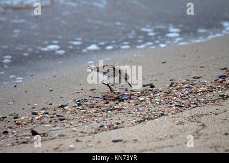 Passage à col rouge nourriture dans la tideline sur le rivage à Cairns, Queensland, Australie Banque D'Images