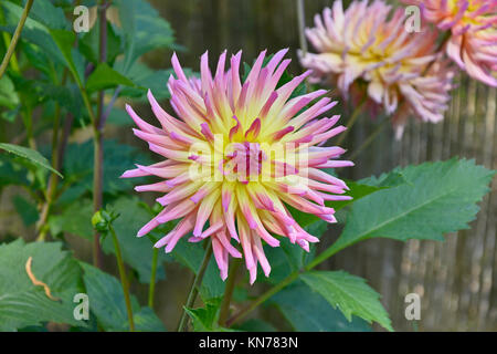 Dahlia fleurs 'Karma' Sangria dans un jardin border Banque D'Images