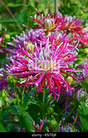Dahlia fleurs 'Hollyhill Spiderwoman ' dans un jardin border Banque D'Images