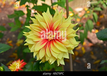 La floraison 'Dazzling dans un jardin magique ' border Banque D'Images