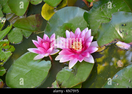 Gros plan d'une floraison Nymphaea Nénuphar Escarboucle' ou ' Banque D'Images