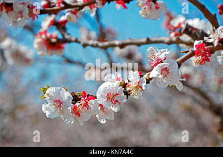 La floraison des cerisiers en fleur au début du printemps Banque D'Images