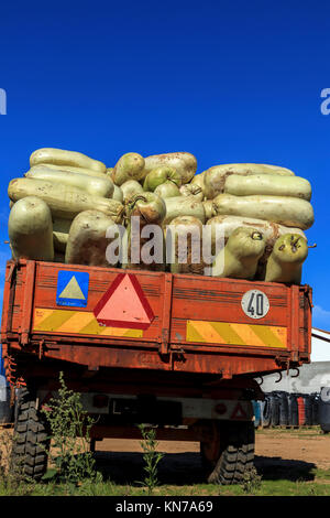 Les melons zucca (gourdes) chargé sur une remorque. Ils sont membres de la famille des curcubitacés et utilisé pour, entre autres choses, des fruits confits. Banque D'Images