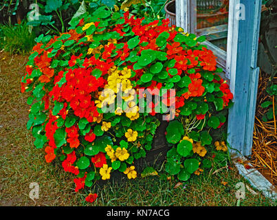 Tropaeolum majus,Capucines dans un conteneur de jardin Banque D'Images