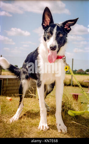 Un border collie cross à la Ligue nationale de défense canine Banque D'Images