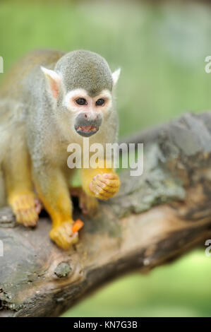 Close-up d'un singe écureuil commun Banque D'Images