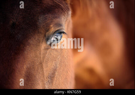 Oeil de Arabian Bay horse Banque D'Images