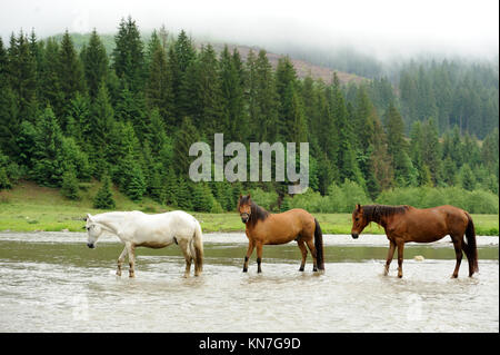 Un cheval dans une rivière sur un fond de montagnes Banque D'Images