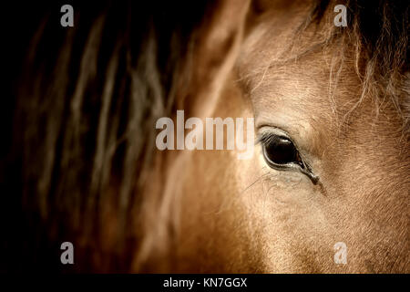 Close-up eye of Arabian Bay horse Banque D'Images