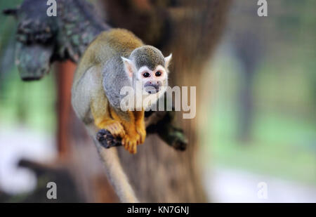 Close-up d'un singe écureuil sur branch Banque D'Images