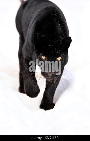 Close-up black leopard sur la neige Banque D'Images