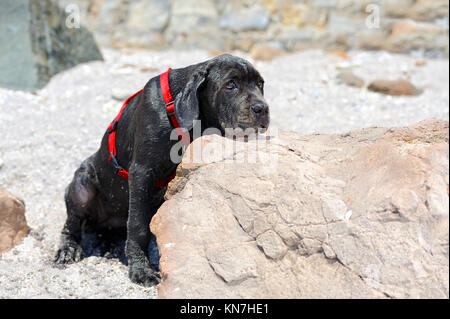 Triste jeune chien noir mettre sa tête sur une pierre Banque D'Images