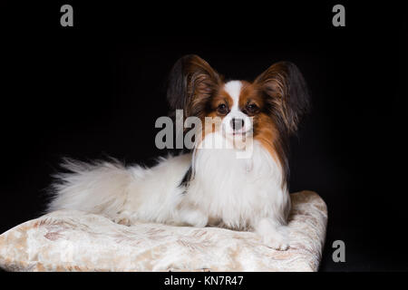 Chien Papillon se trouve satisfait sur son canapé, isolé sur fond noir Banque D'Images