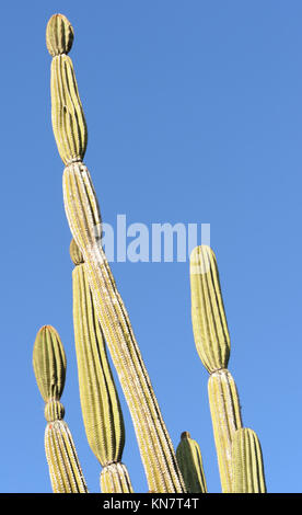 Plantes de cactus candélabres (Jasminocereus thouarsii var. thouarsii), une plante endémique de Galápagos. Puerto Baquerizo Moreno, San Cristobal, Galapagos, Banque D'Images