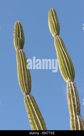 Plantes de cactus candélabres (Jasminocereus thouarsii var. thouarsii), une plante endémique de Galápagos. Puerto Baquerizo Moreno, San Cristobal, Galapagos, Banque D'Images