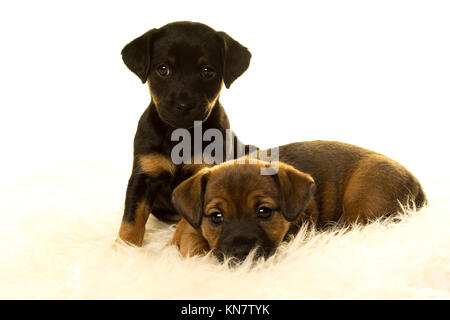 Deux Jack Russel chiots sur une peau de mouton à fond blanc Banque D'Images