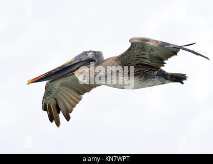 Galápagos Pélican brun (Pelecanus occidentalis urinator) en vol. Cet oiseau est considéré comme une sous-espèce, endémique de Galápagos, du Pélican brun (Pe Banque D'Images