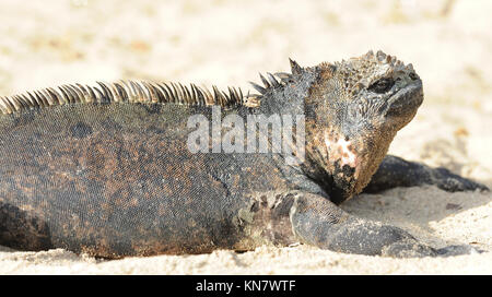 Un iguane marin iguane marin des Galápagos ou (Amblyrhynchus cristatus cristatus) soleils lui-même le long d'une plage de sable. Cette sous-espèce est endémique de Isabe Banque D'Images