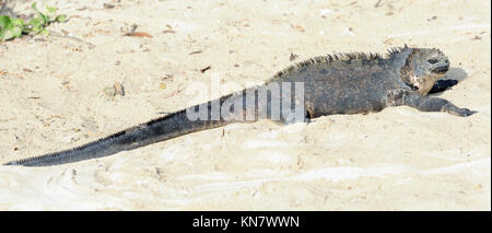 Un iguane marin iguane marin des Galápagos ou (Amblyrhynchus cristatus cristatus) soleils lui-même le long d'une plage de sable. Cette sous-espèce est endémique de Isabe Banque D'Images
