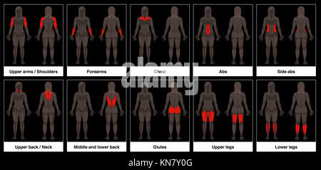 Tableau musculaire - corps féminin, frontale et arrière avec pièces - illustration du muscle rouge sur fond noir. Banque D'Images