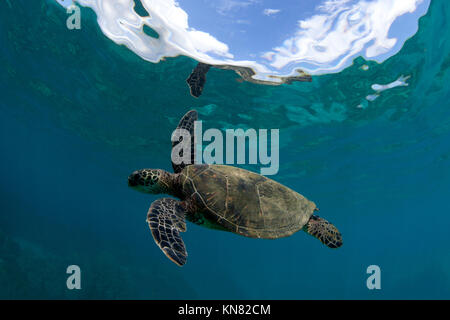 Tortue de mer verte à Black Rock, Kaanapali, Maui, Hawaii. Banque D'Images