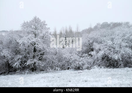 Arbre généalogique de Conifères couverts de neige parmi les arbres feuillus sur les terres agricoles en hiver glacial paysage de campagne en décembre Carmarthenshire Wales UK KATHY DEWITT