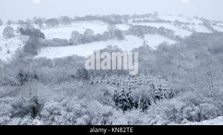 D'immenses conifères poussant parmi les arbres à feuilles caduques dans un paysage couvert de neige hiver glacial sur une plantation d'arbres de Noël envahi en décembre Carmarthenshire Wales UK KATHY DEWITT