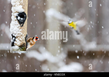 Le Warwickshire, Royaume-Uni. Déc 10, 2017. La tempête de neige Météo, Warwickshire, Royaume-Uni. 10 décembre 2017. La commune les oiseaux qui se nourrissent sur une mangeoire dans une prise de maison Jardin. Photographie : 79crédit/Alamy Live News Banque D'Images