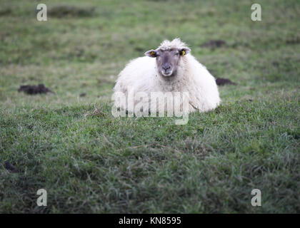 Michelstadt-Rehbach, Allemagne. 7 décembre 2017. Mouton dans un champ à Michelstadt-Rehbach, Allemagne, 7 décembre 2017. Après la découverte de plusieurs animaux morts dans la région d'Odenwald, il est clair qu'au moins un loup est à blâmer. Les bergers sont particulièrement inquiets. Crédit : Arne Dedert/dpa/Alamy Live News Banque D'Images