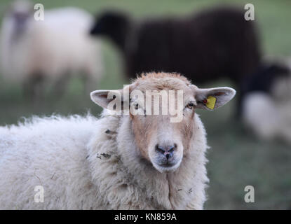 Michelstadt-Rehbach, Allemagne. 7 décembre 2017. Un mouton regardant dans la caméra dans un champ à Michelstadt-Rehbach, Allemagne, 7 décembre 2017. Après la découverte de plusieurs animaux morts dans la région d'Odenwald, il est clair qu'au moins un loup est à blâmer. Les bergers sont particulièrement inquiets. Crédit : Arne Dedert/dpa/Alamy Live News Banque D'Images