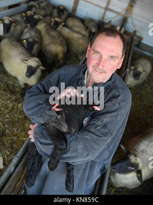 Michelstadt-Rehbach, Allemagne. 7 décembre 2017. Bernd Keller, premier président de l'Odenwaelder Schaefervereins (association des bergers Odenwald), tenant un agneau dans sa grange, qui abrite des moutons à tête noire allemands, à Michelstadt-Rehbach, Allemagne, le 7 décembre 2017. Après la découverte de plusieurs animaux morts dans la région d'Odenwald, il est clair qu'au moins un loup est à blâmer. Les bergers sont particulièrement inquiets. Crédit : Arne Dedert/dpa/Alamy Live News Banque D'Images