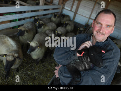 Michelstadt-Rehbach, Allemagne. 7 décembre 2017. Bernd Keller, premier président de l'Odenwaelder Schaefervereins (association des bergers Odenwald), tenant un agneau dans sa grange, qui abrite des moutons à tête noire allemands, à Michelstadt-Rehbach, Allemagne, le 7 décembre 2017. Après la découverte de plusieurs animaux morts dans la région d'Odenwald, il est clair qu'au moins un loup est à blâmer. Les bergers sont particulièrement inquiets. Crédit : Arne Dedert/dpa/Alamy Live News Banque D'Images