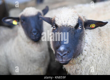 Michelstadt-Rehbach, Allemagne. 7 décembre 2017. Mouton allemand à tête noire dans une grange appartenant à Bernd Keller, à Michelstadt-Rehbach, Allemagne, 7 décembre 2017. Après la découverte de plusieurs animaux morts dans la région d'Odenwald, il est clair qu'au moins un loup est à blâmer. Les bergers sont particulièrement inquiets. Crédit : Arne Dedert/dpa/Alamy Live News Banque D'Images