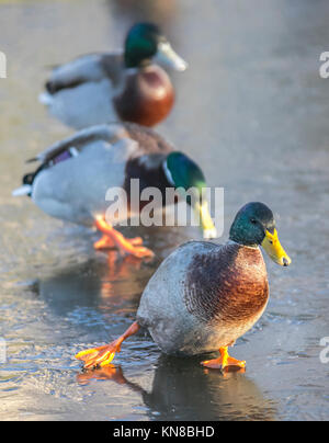 Un groupe (radeau) de canards colverts et chamois dansant sur la glace, marchant et glissant à travers un étang gelé à Burscough, Lancashire, Royaume-Uni. Décembre 2017. Météo britannique. Sauvages et captifs trois canards colverts luttent pour la nourriture sur un étang glacé glissant couvert de glace après des températures nocturnes froides de -6C dans le Lancashire rural. Banque D'Images