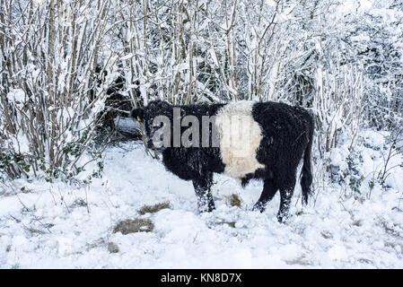 Vache noire et blanche Belted Galloway dans la neige, Cotswolds, Gloucestershire, Royaume-Uni. Banque D'Images