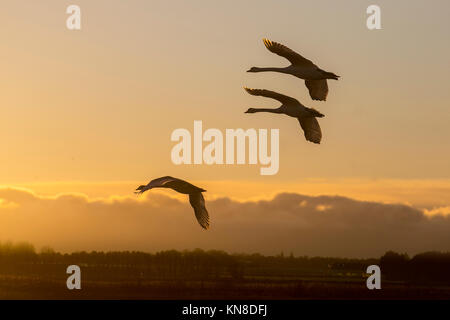 Oiseaux en vol, voler dans les nuages atBurscough, Lancashire, UK Weather 11e Décembre 2017. Trois cygnes chanteurs migrateurs retour à roost à Martin Mere nature réserve comme les couchers de soleil. Une autre nuit très froide est prévue avec des températures glaciales attendus dans moins deux chiffres. Les cygnes chanteurs migrer loin de l'hiver rigoureux en Islande pour hiverner dans le nord-ouest de l'Angleterre du temps de son voyage à l'occasion de la récolte de légumes d'automne dans les régions rurales de Lancashire. /AlamyLiveNews MediaWorldImages:crédit. Banque D'Images