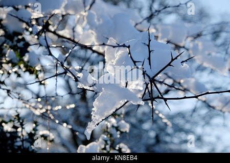 Carmarthenshire Wales UK, lundi 11 décembre 2017 Royaume-Uni Météo : soleil remplit l'arbres près de Llanwrda et commence à fondre la neige abondante qui est tombée toute la journée de dimanche dans le Carmarthenshire campagne. Les crampons d'un prunellier bush scintillent et brillent dans la lumière du matin. Kathy deWitt/Alamy Live News Banque D'Images