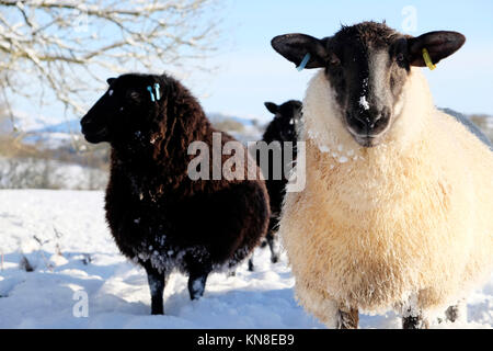 Mouton noir et moutons blancs à l'appareil photo à fermer en attente d'alimentation dans des champs de neige en hiver sur scène d'une journée ensoleillée en décembre 2017 dans Carmarthenshire Wales UK KATHY DEWITT Banque D'Images