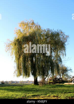 Mighty grand arbre fièrement sur table en bois et des bancs, une herbe non coupée, maisons et ciel bleu en arrière-plan Banque D'Images