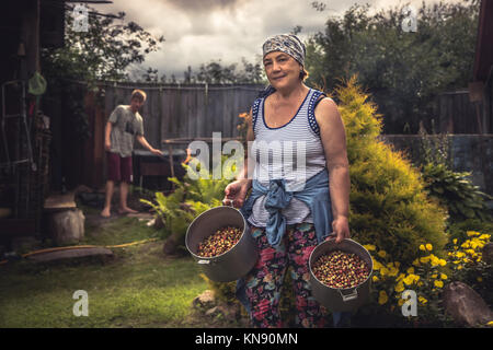 Cheerful senior women farmer dans jardin avec récolte de fraise mûre en été, saison de récolte dans la campagne Banque D'Images