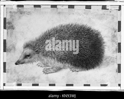 Ce hérisson taxidermique (Erinaceus roumanicus) est préservé pour l'étude scientifique et l'éducation, fournissant un aperçu de l'histoire naturelle et de la biodiversité de l'espèce. Banque D'Images